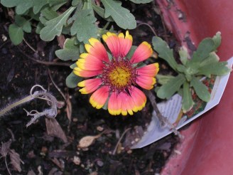 yard 044