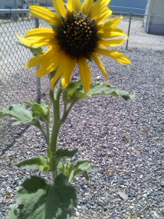 big sunflower