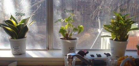 newfamilymembers