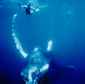 whaleswim