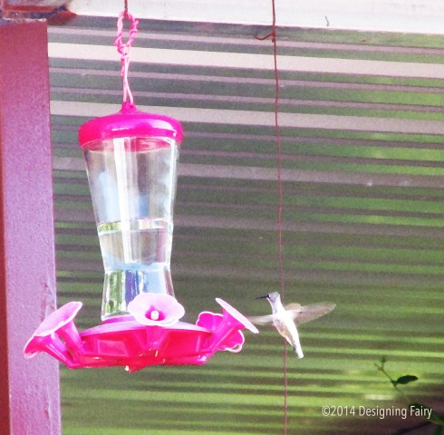 hummingbird