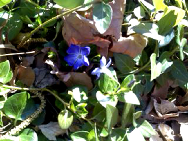 periwinkle