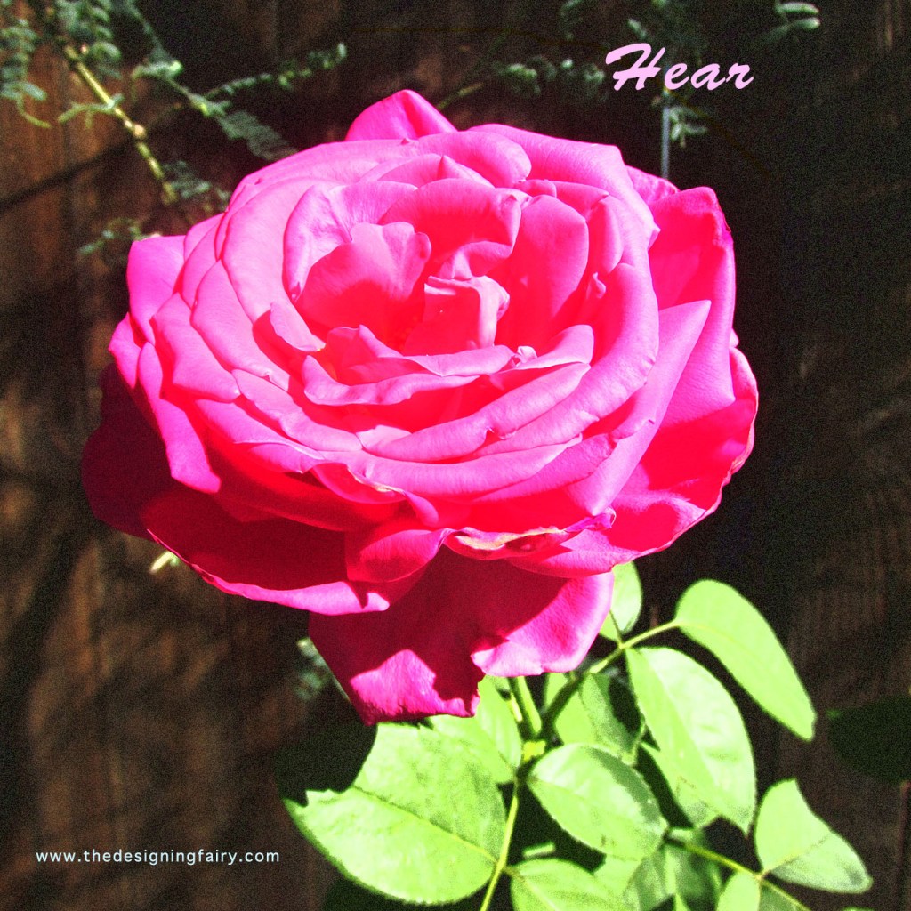 rose1