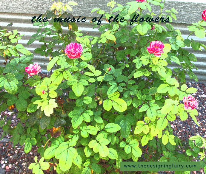roses2