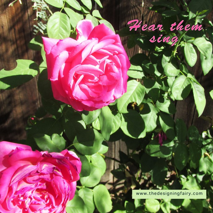 roses3
