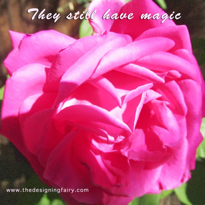 roses4